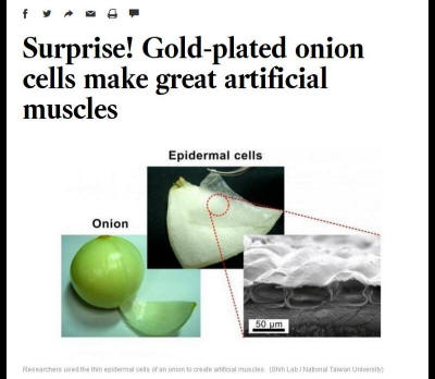 「洛杉磯時報」報導,由台灣大學應用力學所教授張培仁和台灣大學機械系教授施文彬所帶領的研究顯示,透過鍍金洋蔥細胞所製造出來的人工肌肉,可以同時進行彎曲與擴張。(取自www.latimes.com) 「洛杉磯時報」報導,由台灣大學應用力學所教授張培仁和台灣大學機械系教授施文彬所帶領的研究顯示,透過鍍金洋蔥細胞所製造出來的人工肌肉,可以同時進行彎曲與擴張。(取自www.latimes.com)